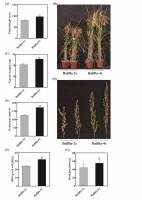 https://www.journalssystem.com/asbp/f/fulltexts/185964/Figure_1_min.jpg