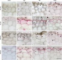 https://www.journalssystem.com/asbp/f/fulltexts/187377/Figure_2_min.jpg