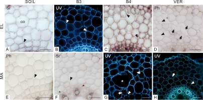 https://www.journalssystem.com/asbp/f/fulltexts/187377/Figure_3_min.jpg