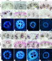 https://www.journalssystem.com/asbp/f/fulltexts/187377/Figure_4_min.jpg