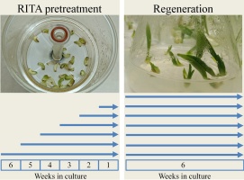 https://www.journalssystem.com/asbp/f/fulltexts/193237/Figure_1_min.jpg