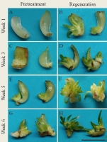 https://www.journalssystem.com/asbp/f/fulltexts/193237/Figure_2_min.jpg