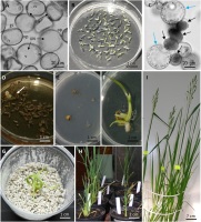 https://www.journalssystem.com/asbp/f/fulltexts/195651/Figure_2_min.jpg