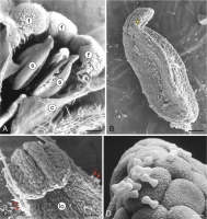 https://www.journalssystem.com/asbp/f/fulltexts/196668/Figure_1_min.jpg