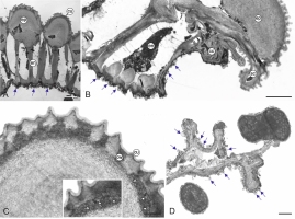 https://www.journalssystem.com/asbp/f/fulltexts/196668/Figure_2_min.jpg
