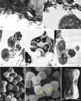 https://www.journalssystem.com/asbp/f/fulltexts/196668/Figure_3_min.jpg