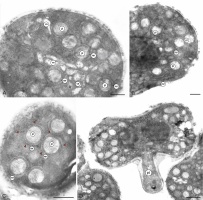 https://www.journalssystem.com/asbp/f/fulltexts/196668/Figure_5_min.jpg