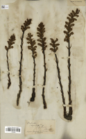 https://www.journalssystem.com/asbp/f/fulltexts/202669/Figure_10_min.jpg