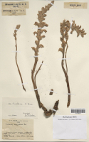 https://www.journalssystem.com/asbp/f/fulltexts/202669/Figure_13_min.jpg