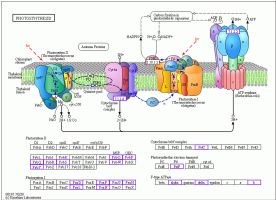 Downregulated expression related to photosynthesis pathways.