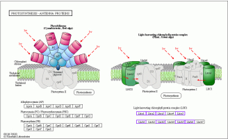 Downregulated expression related to photosynthesis-antenna protein pathways. The downregulation of photosynthesis-antenna protein pathways is attributed to the decreased expression of components of the lightharvesting chlorophyll protein complex, specifically Lhca1, Lhca2, Lhca3, Lhca5, Lhcb1, Lhcb3, Lhcb5, and Lhcb6.