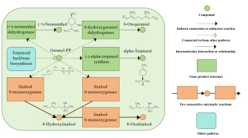 Upregulation of core metabolic pathways in the monoterpenoid biosynthesis of galled leaves. The upregulation of linalool 8-monooxygenase was observed.