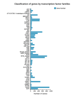 Classification of genes by transcription factor families. The transcription factor family with the largest proportion of genes is the bHLH transcription factor family, with 943 annotated genes.