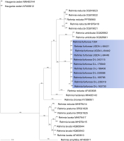 Phylogenetic tree of Rehmia furfurosa based on Bayesian analysis of ITS data, with posterior probability values shown near the branches. Sequences of Rehmia furfurosa from Poland and Norway are highlighted with a blue rectangle. All other sequences were obtained from GenBank. Specimens with muriform ascospores: 1354 and UGDA L-64442 (from larger apothecia); submuriform ascospores: UGDA L-64442 (from smaller apothecia), O-L-163730, O-L-166436, O-L-169766, O-L-179949. Sterile specimens: UGDA L-64421, UGDA L-64446, O-L-239088, O-L-243115, O-L-239319.