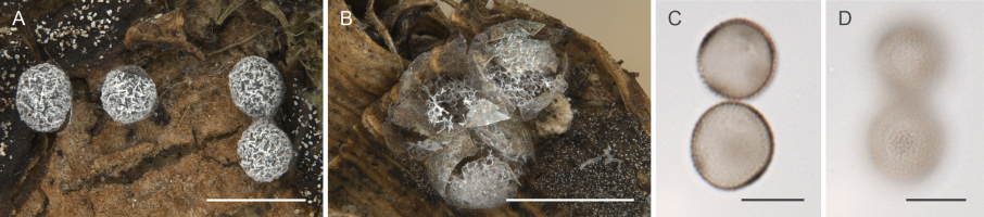Figure 2 shows four images from left to right: The first image (A) shows four white, round sporocarps of the nivicolous myxomycete species Badhamia alpina, which have a rough peridium surface. They grow on the surface of a piece of wood (brown in colour) and are accompanied by a dark brown hypothallus covered with white crystals. The second image (B) shows three round sporocarps of the same species, their peridium is partly opened, and inside each sporocarp a white, strongly reticulate capillitium is visible, along with dark brown spores in mass. The third image (C) shows a median view of two pale brown spores under a light microscope, which are delicately warted, with groups of denser (and darker) warts in places. The last image (D) shows the same spores with a focus on the spore surface.