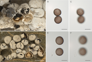 Figure 3 illustrates two species of Diderma. The top row illustrates Diderma meyerae. The first image (A) shows several open and closed, creamy-white sporocarps. Inside the open sporocarps, there is creamy, round, medium-sized columella and dark brown capillitium and spore mass. One sporocarp is still closed and covered with an inner peridium (the outer one is absent), which is brownish, slightly iridescent and covered with white calcareous deposits. All sporocarps lie on a common, thick, creamy-white hypothallus. The second image (B) shows a median view of two moderately brown, warted spores under a light microscope. The third image (C) shows the same spores with a focus on the spore surface. The bottom row illustrates Diderma microcarpum. The first image (D) shows several open and closed cream-white sporocarps that are significantly smaller than the sporocarps of Diderma meyerae. The open sporocarps contain creamy, round columella and dark brown capillitium and spores. All sporocarps lie on an inconspicuous hypothallus. The second image (E) shows a median view of two moderately brown, warted spores under a light microscope. The third image (F) shows the same spores with a focus on the spore surface.