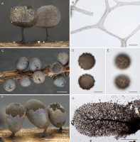 Figure 4 illustrates three species of Lamproderma. The top row illustrates Lamproderma album. The first image (A) shows two stalked sporocarps on a piece of substrate. The one on the left is covered with a brownish peridium, which is dark brown at the bottom and paler towards upper part, with golden-blue and violet reflections. The sporocarp on the right has remnants of the peridium present only at the base of the sporotheca, revealing densely reticulate, white capillitium inside the sporocarp. The image on the left (B) shows a fragment of the characteristic, very pale and flattened capillitium. The middle row illustrates Lamproderma cristatum. The first image (C) shows several sporocarps on a twig. They are mostly covered with a peridium with blue, purple and golden reflections; one sporocarp is open and shows a whitish reticulate capillitium and dark brown spores in mass. The second image (D) shows a median view of two moderately brown spores covered by crests, under light microscope. The third image (E) shows the same spores with a focus on the spore surface. The bottom row illustrates Lamproderma cucumer. The image on the left (F) shows three elongated, pear-shaped sporocarps on short stalks growing on a piece of substrate. They are partially covered with a silvery brown peridium with blue, purple and golden reflections. The open parts of the sporocarps show a brownish, reticulated capillitium and dark brown spores in mass. The image on the right shows an elongated sporocarp under light microscope with a characteristic dark brown narrow columella in the centre of the sporocarp and a reticulate brown capillitium branching from the columella. Dark brown spores are visible in the capillitium network and also floating outside the sporocarp.