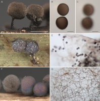 Figure 5 shows three species of Lamproderma. The top row illustrates Lamproderma piriforme. The first image (A) shows two open, stalked sporocarps growing on a piece of substrate. They are partially covered with a dark brown peridium with weak reflections. The open sporocarps show dark brown reticulate capillitium and dark brown spores in mass. The second image (B) shows a median view of two dark brown, densely warted spores, under a light microscope. The third image (C) shows the same spores with a focus on the spore surface. The middle row illustrates Lamproderma pseudomaculatum. The first image (D) shows two stalked sporocarps on a piece of substrate (a leaf). Their peridium has blue, purple and golden reflections and is covered with loosely arranged needle-like white calcareous crystals. The second image (E) shows peridium under a light microscope, which has an uneven color: it is transparent with brown patches, and several dark brown spores are also visible on the surface of the peridium. The bottom row illustrates Lamproderma pulchellum. The first image (F) shows a few sessile, ovoid sporocarps. Three of them are closed and covered with a peridium with golden, purple and blue reflections. The one on the left is open and shows a white reticulate capillitium. The second image (G) shows the capillitium composed of dense network of brownish threads.