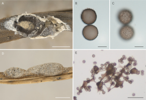 Figure 6 illustrates two species of Polyschismium. The top row illustrates Polyschismium alpestroides. The first image (A) shows an open plasmodiocarp lying on a twig. It is yellowish and has two layers of peridium. The outer layer is strongly calcareous and thick, while the inner layer is thin, transparent and sparkled with lime deposits. Inside the plasmodiocarp there is a covex, yellowish columella, a pale capillitium connecting columella to the peridium, and dark brown spores in mass. The second image (B) shows a median view of two pale brown, spiny spores under a light microscope. The third image (C) shows the same spores with a focus on the spore surface. The bottom row illustrates Polyschismium granuliferum. The first image (D) shows a closed plasmodiocarp lying on a piece of substrate (dry grass culm). Its peridium is completely covered with ochraceous calcareous plates. The second image (E) shows spores and the very characteristic capillitium under a light microscope. It is in the form of a star-shaped brown membranous extensions connected by brown capillitial threads. Inside these extensions are calcareous crystals.