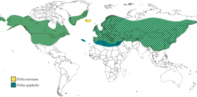 World map showing the distribution of Pellia epiphylla and Pellia neesiana based on literature data. Both species are widely distributed across the Northern Hemisphere. The range of P. epiphylla covers Europe, Asia, North America, North Africa, the Azores, Madeira, and Greenland. P. neesiana, on the other hand, exhibits a broad, circumpolar distribution in Europe, Asia, North America, as well as Greenland and Iceland.