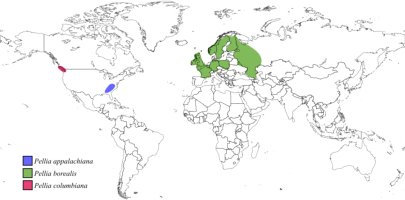 World map showing the distribution of Pellia appalachiana, Pellia columbiana, and Pellia borealis based on literature data. The range of P. appalachiana is restricted to the southeastern part of the United States (the Appalachian Mountains). P. columbiana occurs mainly along the Pacific Northwest coast in North America. Meanwhile, P. borealis is recorded in Ireland, Great Britain, France, Belgium, Germany, Poland, northern Russia, Norway, Sweden, and Finland.