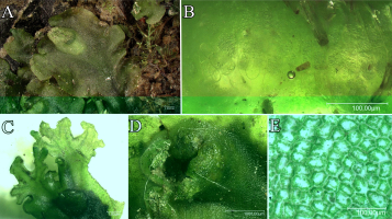 Multi-panel figure presenting the morphology and anatomy of Apopellia endiviifolia: (A) general view of the green thallus growing among mosses, (B) microscopic view of slime hairs, (C) close-up views of apical proliferation, (D) close-up view of an archegonium on the thallus surface, (E) microscopic view of polygonal thallus cells with visible cell walls and chloroplasts.