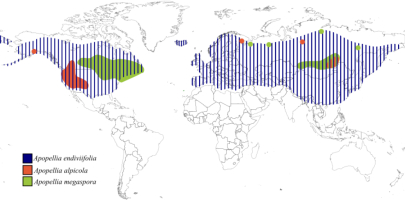 World map showing the distribution of Apopellia endiviifolia, Apopellia alpicola, and Apopellia megaspora based on literature data. A. endiviifolia is widely distributed across the Northern Hemisphere, occupying a significant part of North America and a broad Eurasian belt (from Western Europe to East Asia), with localities including the Mediterranean basin, North Africa, Japan, the Himalayas, and northern Scandinavia. A. alpicola has a scattered distribution in Eurasia and is widespread in western North America (including California, New Mexico, and Alaska), as well as in southern Siberia and the Murmansk region, extending beyond the Arctic Circle. A. megaspora, in turn, is a broadly distributed taxon in eastern North America, sporadically appearing in southern Siberia and the Murmansk region, also reaching beyond the Arctic Circle.