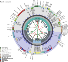 The figure presents a circular map of the plastid genome of Ferula communis. The genome is illustrated as a ring showing the organization and orientation of genes. Genes located inside the circle are transcribed clockwise, whereas genes positioned outside the circle are transcribed counterclockwise. Different colors indicate distinct functional categories of genes. The inner ring, shown in darker gray, represents GC content calculated using a 5 kb sliding window. Numbers in brackets placed next to each gene indicate the GC content of that gene. The inverted repeat (IR) regions are highlighted in light violet, marking duplicated sections of the plastid genome.