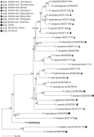 The figure shows a phylogenetic tree constructed using the maximum likelihood method based on plastid genome exon sequences from 30 Ferula species. Each species in the tree is marked with a symbol indicating its intrageneric taxonomic rank according to the classification proposed by Panahi et al. (2018). Species without symbols were not included in that taxonomic revision. Branches of the tree are annotated with bootstrap support values that indicate the statistical confidence of each node. Posterior probability values are equal to 1.00 unless a different value is shown next to the bootstrap score. For visual clarity, outgroup taxa are not displayed in the figure.