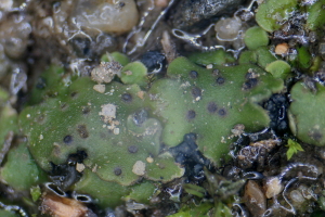 Rycina nr 10 przedstawia wilgotną plechę Placidium squamulosum