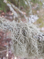 Rycina nr 12 przedstawia plechę Usnea barbata