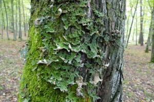 Rycina nr 3 przedstawia plechę Lobaria pulmonaria na korze drzewa