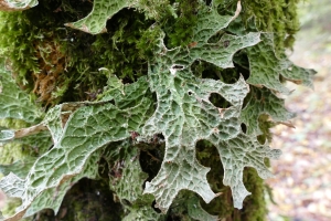 Rycina nr 4 przedstawia zbliżenie na plechę Lobaria pulmonaria gdzie widoczne są owocniki