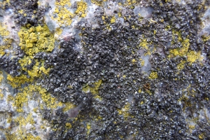 Rycina nr 5 przedstawia plechę Montanelia sorediata na głazie granitowym