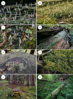 Fotografie a, b i c przedstawiają owocnikujące okazy porostu Multiclavula mucida – wydłużone, jasne maczużki. Fotografie d, e, f przedstawiają podłoże na którym znajdowano porost Multiclavula mucida – kłodę drzewa, pniak świerkowy i konar wierzby. Fotografie G i H przedstawiają siedlisko porostu – las bukowy oraz las jodłowo-świerkowy.