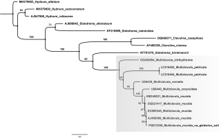 Drzewo filogenetyczne – diagram w formie rozgałęziającego się drzewa, pokazujący pokrewieństwo wybranych gatunków grzybów, w tym z rodzaju Multiclavula i potwierdzający przynależność okazu porostu rosnącego na glebie, do gatunku Multiclavula mucida.