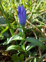 Gentiana pneumonanthe na łące trzęślicowej