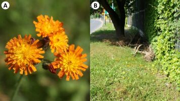 Nowe stanowisko Pilosella aurantiaca w Krakowie (widok siedliska i zbliżenie na kwiatostany)