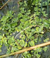 Efemeryczny pojaw Pistia stratiotes w Krakowie