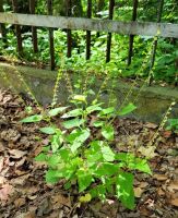 Nowe stwierdzenie Scutellaria altissima w Poznaniu