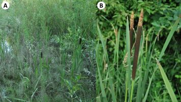 Typha shuttleworthii - rzadki gatunek we florze południowej Polski