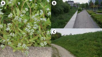 Valeriana locusta na siedliskach ruderalnych w Krakowie (zbliżenie na pędy kwiatowe i widok ogólny siedlisk)