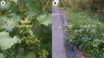 Xanthium orientale w południowej Polsce (zbliżenie na owoce i widok ogólny na siedlisko)