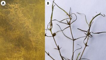 Zannichellia palustris w dolinie Odry (widok ogólny i zbliżenie na pędy)