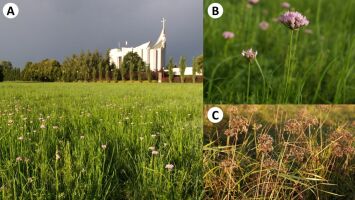 Występowanie Allium angulosum na wilgotnej łące w Rzeszowie