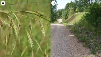 Bromus sterilis na przydrożu w Szafrankach (zbliżenie na środkowe części wiech i widok siedliska)