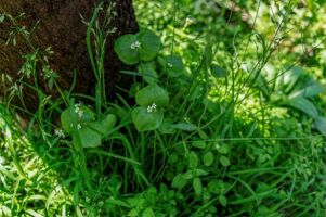 Claytonia perfoliata na ulicy Topolowej w Krakowie