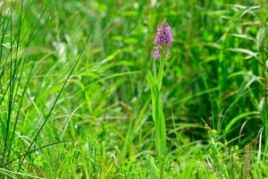Dactylorhiza incarnata subsp. incarnata na zarastającej łące w Jamnicy