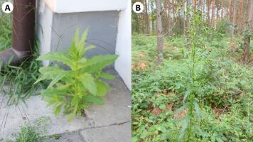 Występowanie Erechtites hieraciifolius między płytkami chodnikowymi w Poznaniu oraz w borze sosnowym w miejscowości Krzywdy