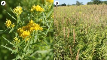Nowe stanowisko Euthamia graminifolia w Przegini